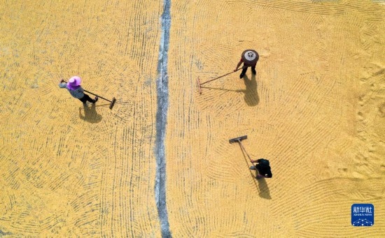 9月16日，湖南省郴州市桂陽(yáng)縣流峰鎮(zhèn)農(nóng)民在晾曬稻谷（無(wú)人機(jī)照片）。