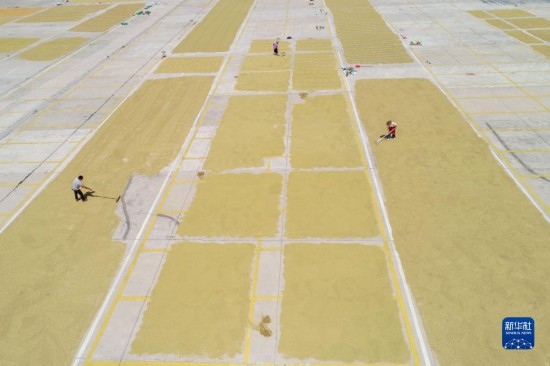 9月16日，村民在貴州省黔東南苗族侗族自治州丹寨縣金泉街道晾曬稻谷（無(wú)人機(jī)照片）。