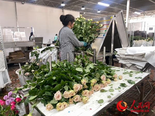 車間工人在整理花束。人民網(wǎng) 周靜圓攝