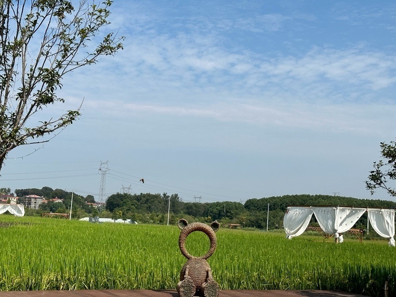 林語未來村打造農(nóng)家畈田園綜合體。人民網(wǎng) 王紹紹攝