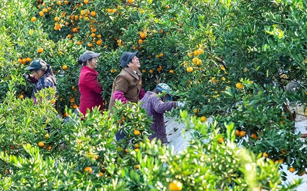 農(nóng)戶在果園中采摘果實(shí)。湖南省石門(mén)縣融媒體中心 唐亞翔攝