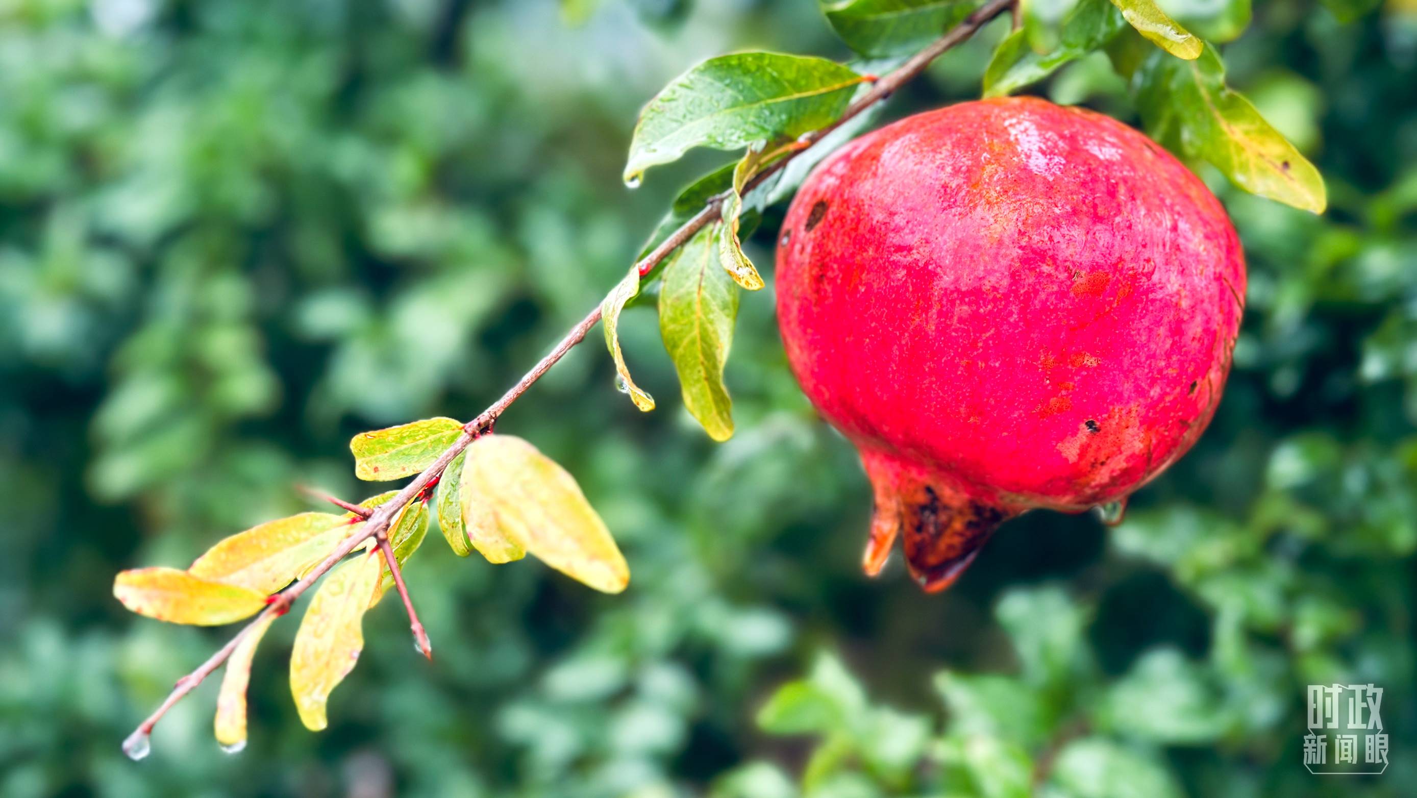 △山東省棗莊市冠世榴園，石榴紅了。（總臺央視記者范一鳴拍攝）