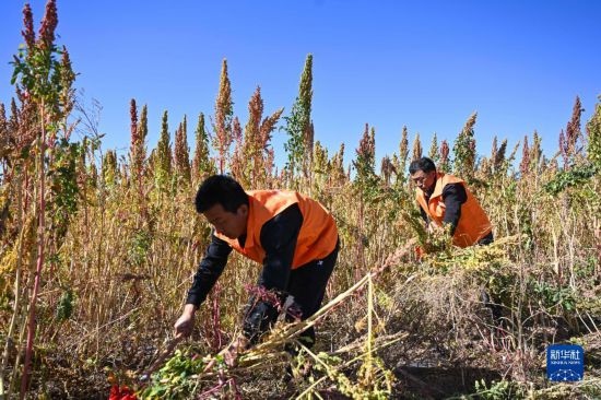 9月28日，農(nóng)民參加內(nèi)蒙古武川縣首屆藜麥開鐮節(jié)割藜麥比賽。