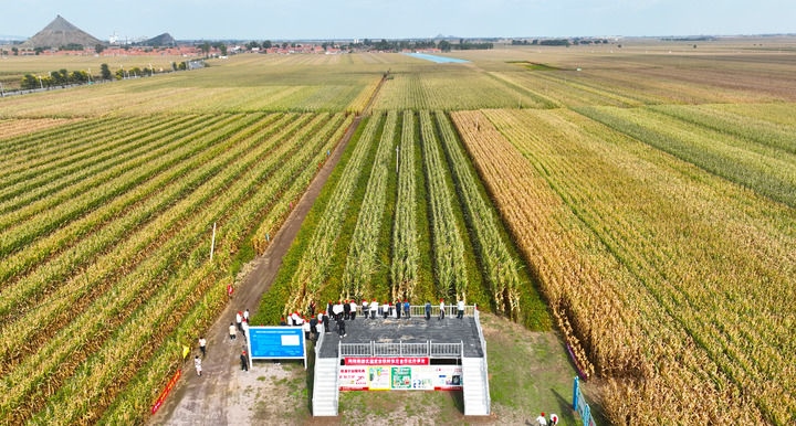 在遼寧省鐵嶺縣蔡牛鎮(zhèn)，外地農(nóng)民到張莊玉米合作社的大田里學(xué)習(xí)玉米選種和栽種技術(shù)（2023年9月26日攝，無人機(jī)照片）。新華社記者 楊青 攝