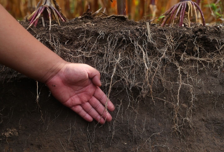 在遼寧省鐵嶺縣蔡牛鎮(zhèn)，張莊玉米合作社的農(nóng)民向外地農(nóng)民介紹黑土地保護(hù)和玉米秸稈還田情況（2023年9月26日攝）。新華社記者 楊青 攝