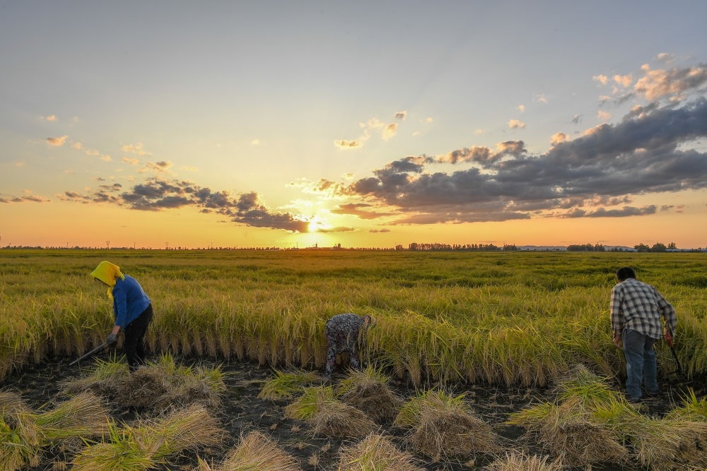 農(nóng)民在吉林省吉林市永吉縣萬昌鎮(zhèn)花家村收割水稻（2023年9月12日攝）。新華社記者 張楠 攝