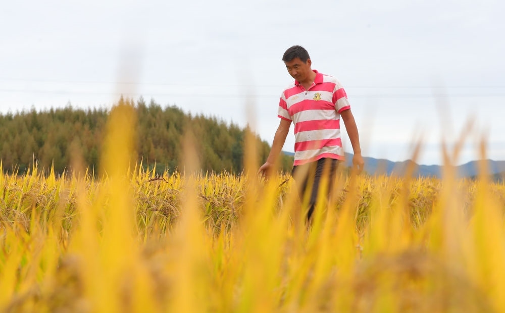 在遼寧省撫順市新賓滿族自治縣新賓鎮(zhèn)的水稻田里，農(nóng)民丁輝查看水稻成熟情況（2023年9月25日攝）。新華社記者 楊青 攝