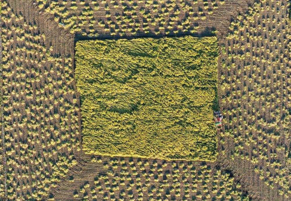 在吉林省舒蘭市平安鎮(zhèn)金星村，農(nóng)民駕駛農(nóng)機(jī)收割水稻（2023年9月21日攝，無人機(jī)照片）。新華社記者 張楠 攝