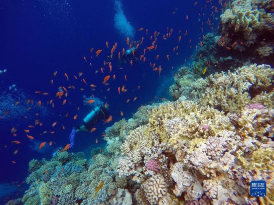  10月2日，人們在埃及西奈半島達哈布藍洞內的珊瑚旁深潛。新華社記者 隋先凱 攝