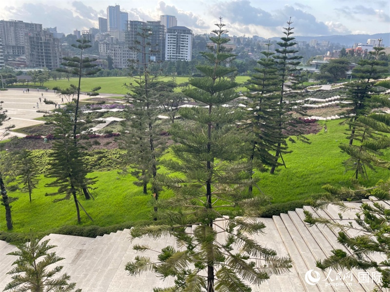 亞的斯亞貝巴友誼廣場的南洋杉。人民網記者 趙艷紅攝