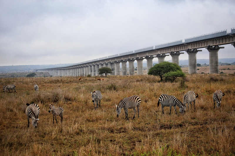 當?shù)貢r間2018年12月5日，肯尼亞內(nèi)羅畢，蒙內(nèi)鐵路穿過內(nèi)羅畢國家公園采用全高架方式，保證野生動物可以安全穿過鐵路。