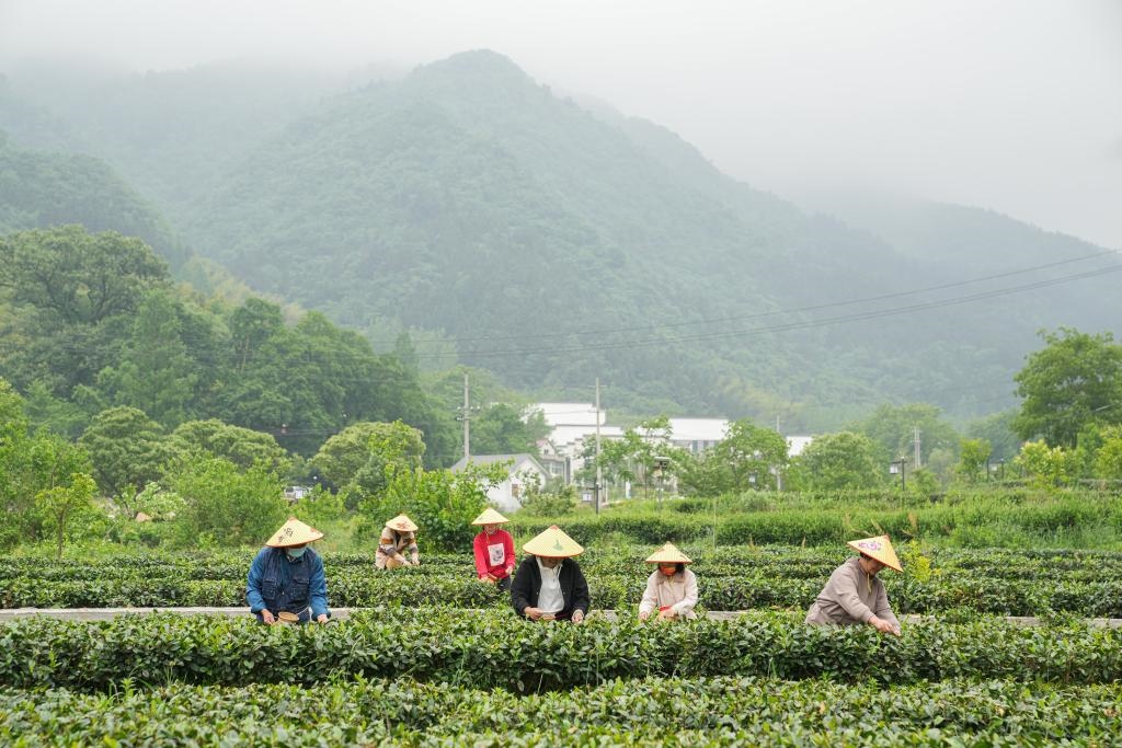 2022年5月11日，村民在大灣村生態(tài)茶園內(nèi)采摘茶葉。新華社記者杜宇攝