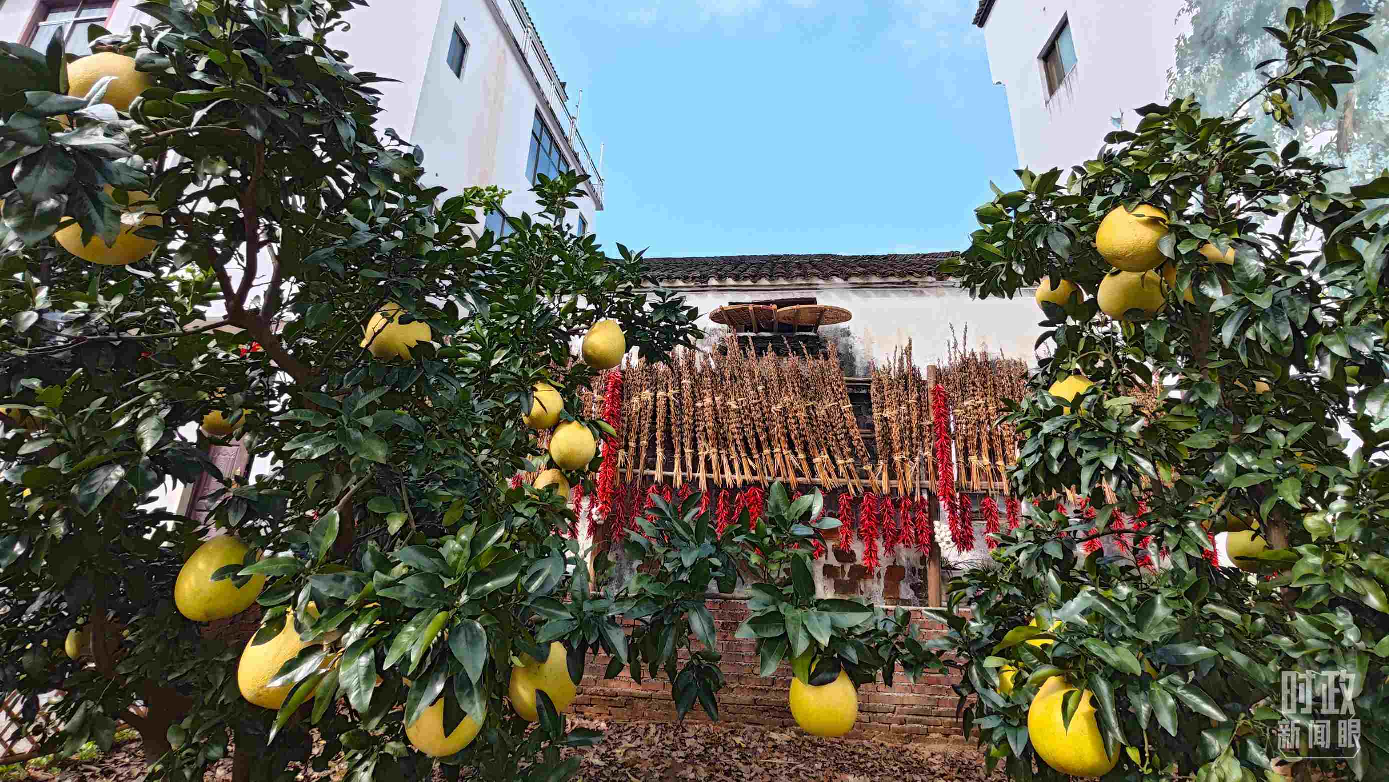 △石門村農(nóng)家小院里碩果累累。（總臺(tái)央視記者許永松拍攝）