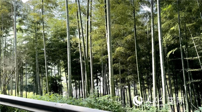 沿途中的竹林。人民網(wǎng)記者 周雨攝