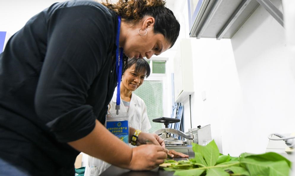 9月17日，來自哥倫比亞的研修班學(xué)員埃文·奧拉亞（左）在中國專家的指導(dǎo)下學(xué)習(xí)實(shí)操木薯組培快速繁育技術(shù)。