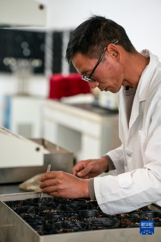 技術(shù)員田連通在實(shí)驗(yàn)室播種太空種子（4月3日攝）。