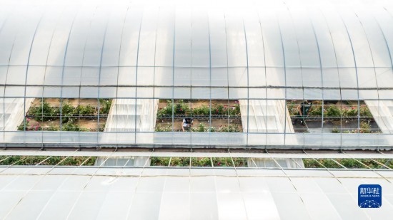 云南省安寧市現(xiàn)代農(nóng)業(yè)園區(qū)玫瑰種植示范園一景（無人機(jī)照片，10月20日攝）。