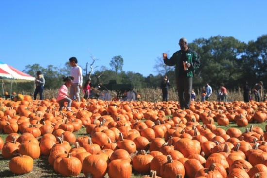  2020年10月31日，在美國新奧爾良市，人們在南瓜農(nóng)場里玩耍。新華社發(fā)（魏蘭攝）
