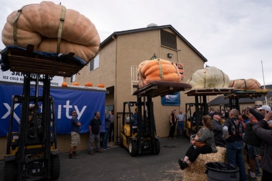  10月9日，在美國加利福尼亞州圣馬特奧縣半月灣舉行的南瓜稱重大賽現(xiàn)場，人們圍觀參賽的南瓜。新華社發(fā)（李建國攝）