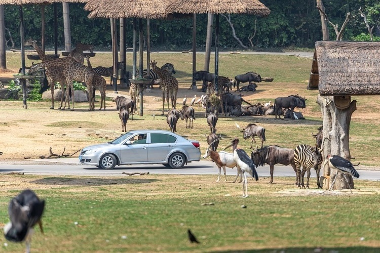 長隆野生動物世界園區(qū)內(nèi)，各類動物生活在一起。鄧泳怡 攝
