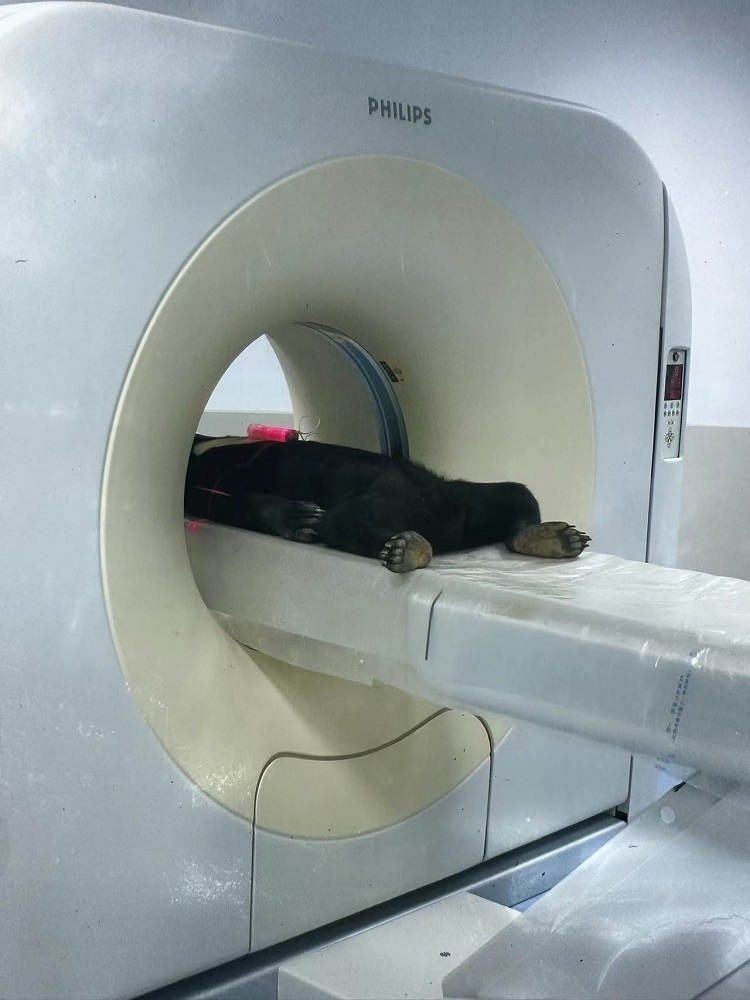 長隆野生動物世界的動物醫(yī)院內(nèi)，馬來熊在做核磁共振檢查。人民網(wǎng)記者 李舫攝