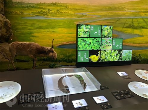  （中醫(yī)藥博物館展出的各類中藥材令人應(yīng)接不暇。中國(guó)經(jīng)濟(jì)周刊記者 郭志強(qiáng) 攝）