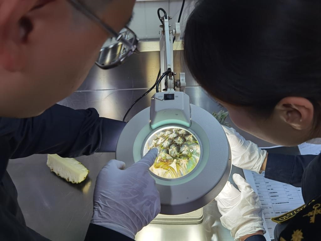 11月3日，上海海關(guān)關(guān)員對(duì)首批入境中國(guó)、參展第六屆進(jìn)博會(huì)的貝寧菠蘿進(jìn)行檢驗(yàn)檢疫。新華社記者 吳宇 攝