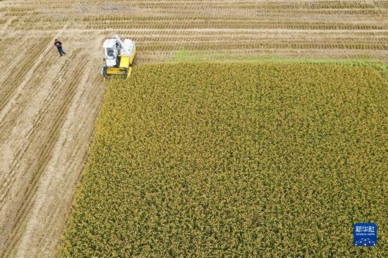 11月4日，在南通市通州區(qū)十總鎮(zhèn)育民村農(nóng)場(chǎng)，一臺(tái)設(shè)置好參數(shù)的無人收割機(jī)在工作中（無人機(jī)照片）。