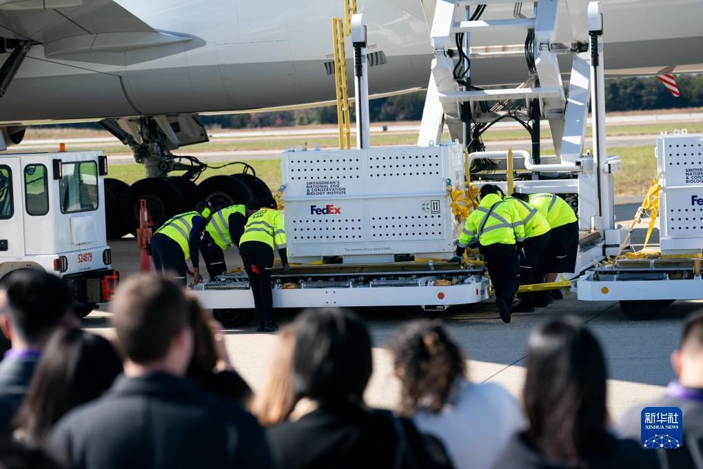 11月8日，在美國弗吉尼亞州的華盛頓杜勒斯國際機場，裝有大熊貓的特制“旅行包廂”準備運上專機。新華社記者劉杰攝