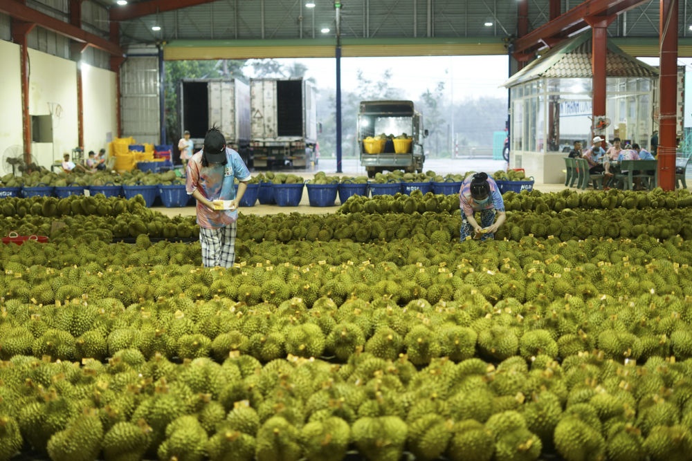 2023年9月15日，在越南多樂省一家榴蓮加工廠，工人在給即將出口到中國的榴蓮包裝貼牌。隨著《區(qū)域全面經(jīng)濟(jì)伙伴關(guān)系協(xié)定》紅利釋放，中國—東盟貿(mào)易規(guī)模進(jìn)一步擴(kuò)大。越來越多東盟國家的優(yōu)質(zhì)水果便捷地進(jìn)入中國市場(chǎng)，走上消費(fèi)者的餐桌。