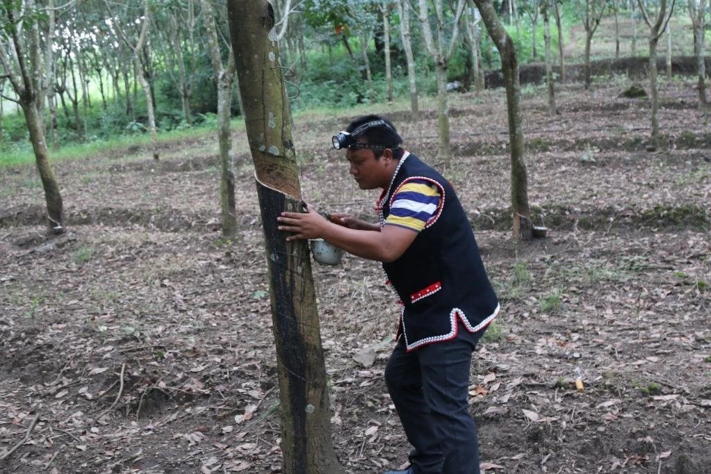 2017年10月，云南省永德縣團樹村佤族膠農(nóng)蔣文富在割膠