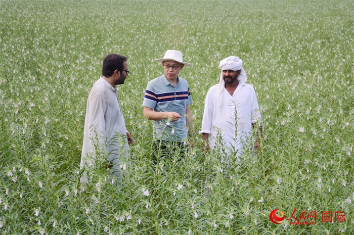 中巴經(jīng)濟(jì)走廊農(nóng)業(yè)合作中心負(fù)責(zé)人席建龍（中）與巴基斯坦當(dāng)?shù)剞r(nóng)戶在芝麻種植園交流作物生長(zhǎng)情況。人民網(wǎng)記者薩義德·邁赫迪攝