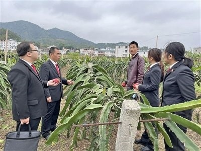  圖④：岑溪法院糯垌法庭法官深入轄區(qū)火龍果基地調(diào)研。