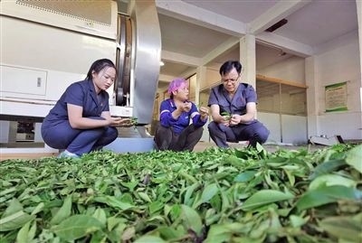  圖③：蒼梧法院六堡法庭法官深入茶企了解企業(yè)生產(chǎn)經(jīng)營情況。