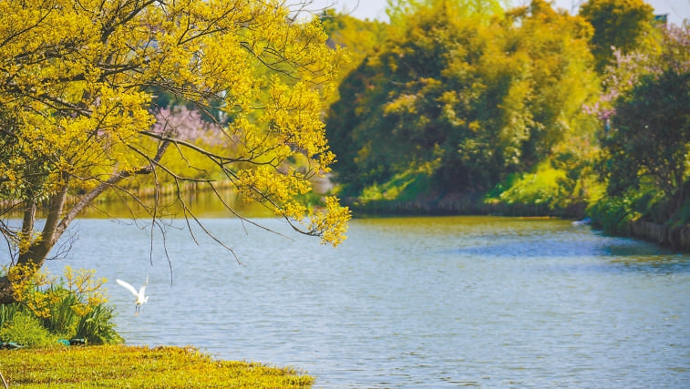  碧波蕩漾 浙江嘉興市海鹽縣望海街道永福社區(qū)荷花池，一汪碧水波光粼粼，風(fēng)光旖旎。當(dāng)?shù)厥冀K堅(jiān)持綠色發(fā)展，促進(jìn)人與自然和諧共生。 肖弗勒模具（嘉興）有限公司德國(guó)籍經(jīng)理 湯姆·魯特納攝 “當(dāng)?shù)卮迕窀嬖V我，如今環(huán)境變好了，茶余飯后，大家都會(huì)到河邊散散步，欣賞美景，和鄰居聊聊天。我想，好生態(tài)是大自然的饋贈(zèng)，更是長(zhǎng)三角地區(qū)大力治理生態(tài)環(huán)境的結(jié)果。希望美麗中國(guó)的綠色發(fā)展之路越走越好?！? /></p> <p style=