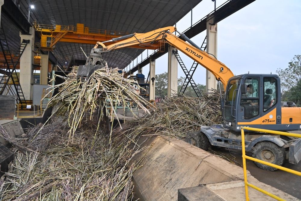 12月14日，在廣西來賓東糖鳳凰有限公司，員工操作機(jī)械將甘蔗投入傳送帶，準(zhǔn)備送往壓榨車間。