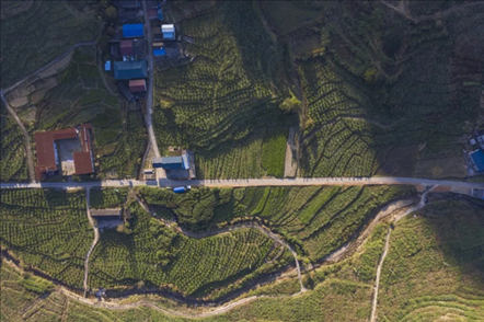 漠源鄉(xiāng)西柚基地。將樂縣農(nóng)業(yè)農(nóng)村局供圖