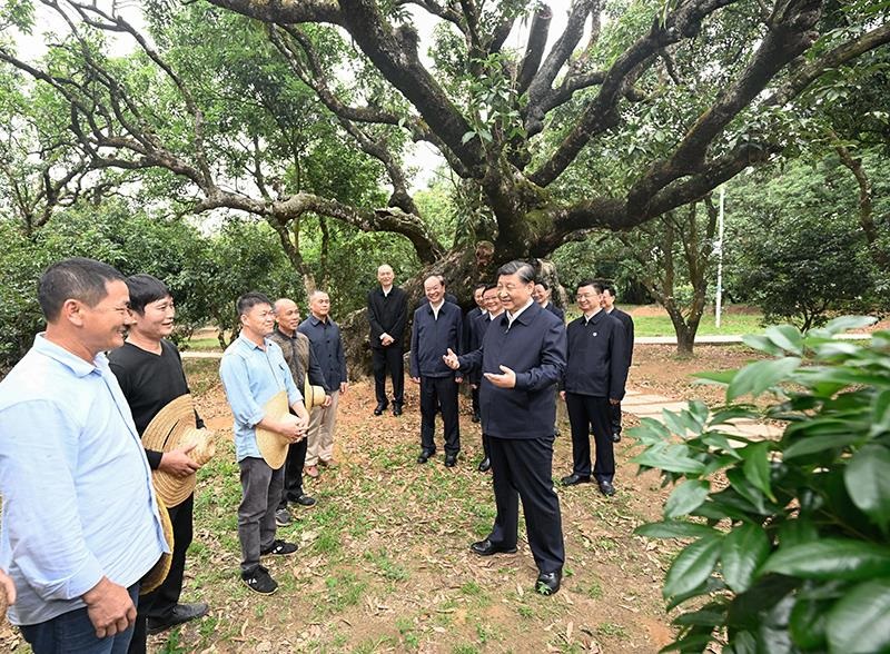 2023年4月11日，習(xí)近平總書(shū)記在廣東茂名柏橋村荔枝種植園，同現(xiàn)場(chǎng)技術(shù)人員親切交流。