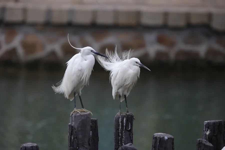 筼筜湖白鷺。人民網(wǎng)記者 陳博 攝