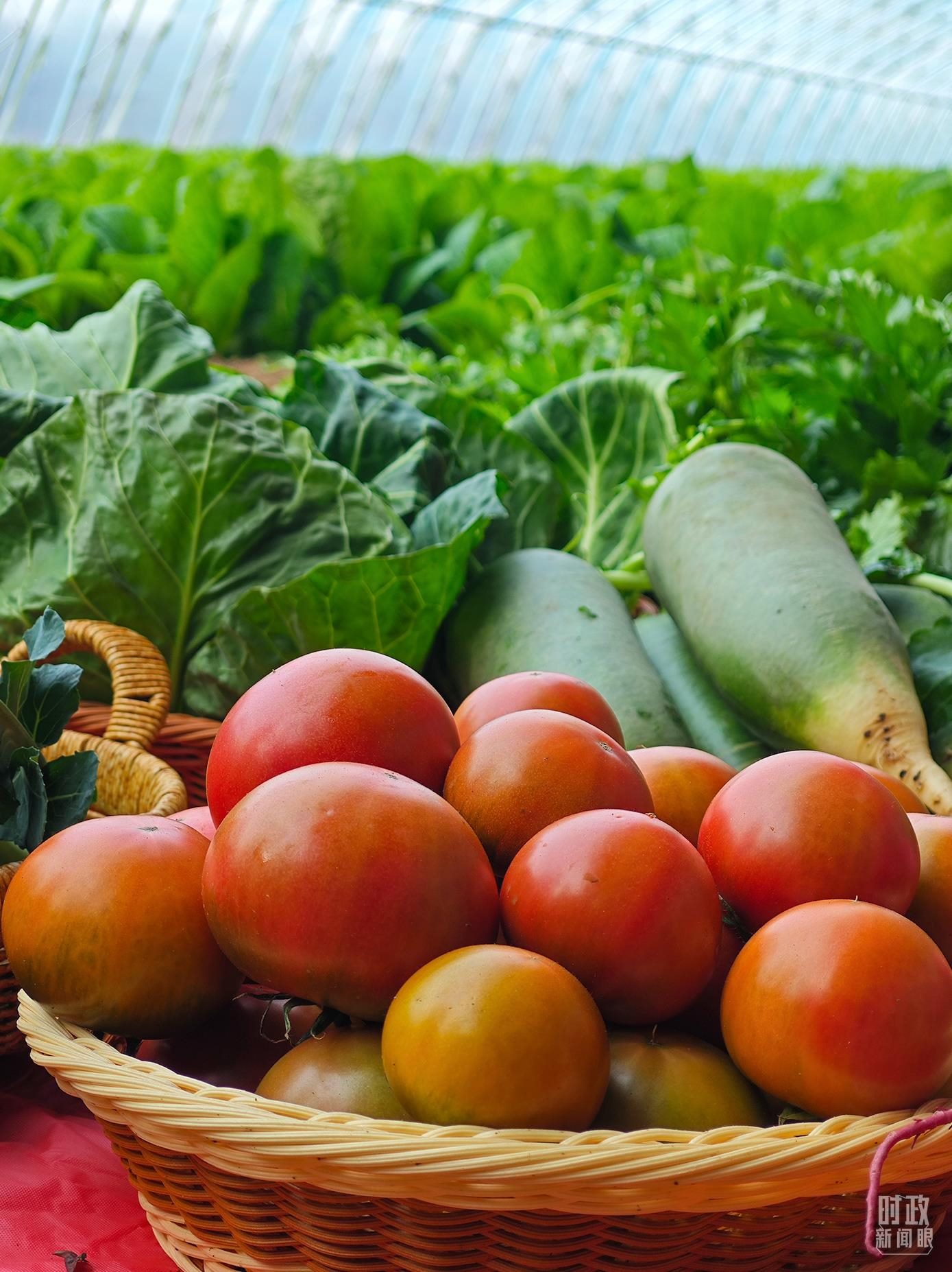 △第六埠村蔬菜大棚，蔬菜收獲頗豐。（總臺(tái)央視記者彭漢明拍攝）