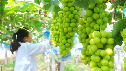 小屯村葡萄園里的陽(yáng)光玫瑰葡萄。肖俊楠攝