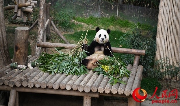 “福寶”享用新鮮的竹子。人民網(wǎng) 李帆攝