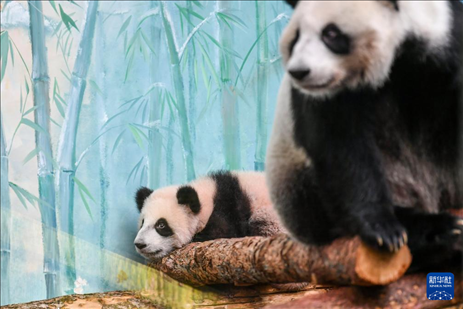 這是3月8日在俄羅斯莫斯科動物園拍攝的大熊貓“喀秋莎”（左）和媽媽“丁丁”。新華社記者 曹陽 攝