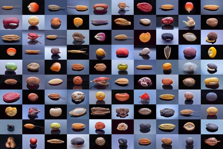 微距鏡頭下，湖南省農(nóng)作物種質(zhì)資源庫的種子千姿百態(tài)（100個種子拼版照片）。