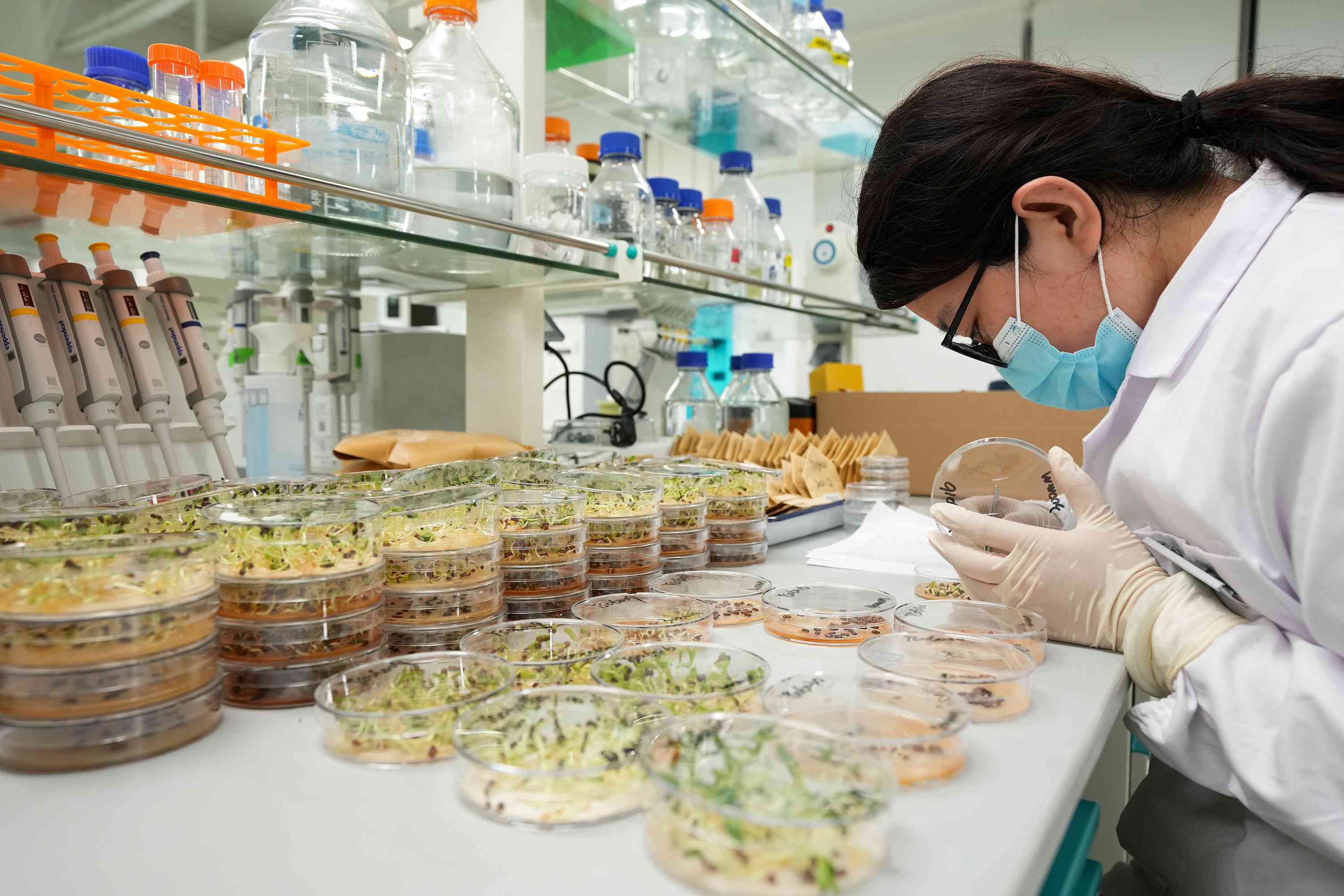 △ 海南三亞崖州灣科技城的崖州灣種子實(shí)驗(yàn)室，科研人員正在觀察種子樣本。