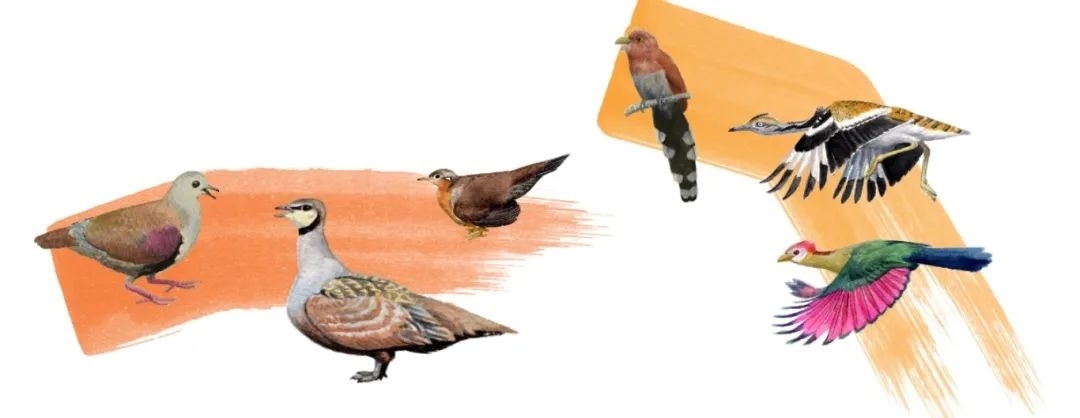 鴿鴇類。浙江大學(xué)供圖