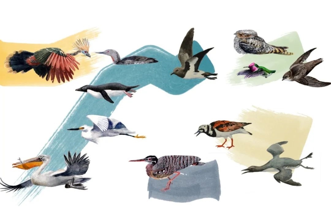 元素鳥類。浙江大學(xué)供圖