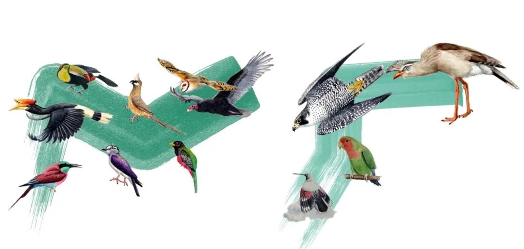 陸鳥類。浙江大學(xué)供圖