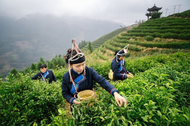 惠明茶采摘。供圖 共享聯(lián)盟·景寧