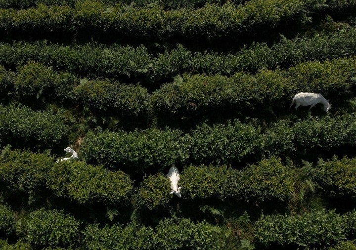 惠明茶園，養(yǎng)羊控草。供圖 共享聯(lián)盟·景寧